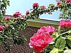 Pruning Rose Rose Climbing: Sfaturi pentru tăierea înapoi a unui Bush Bush trandafir