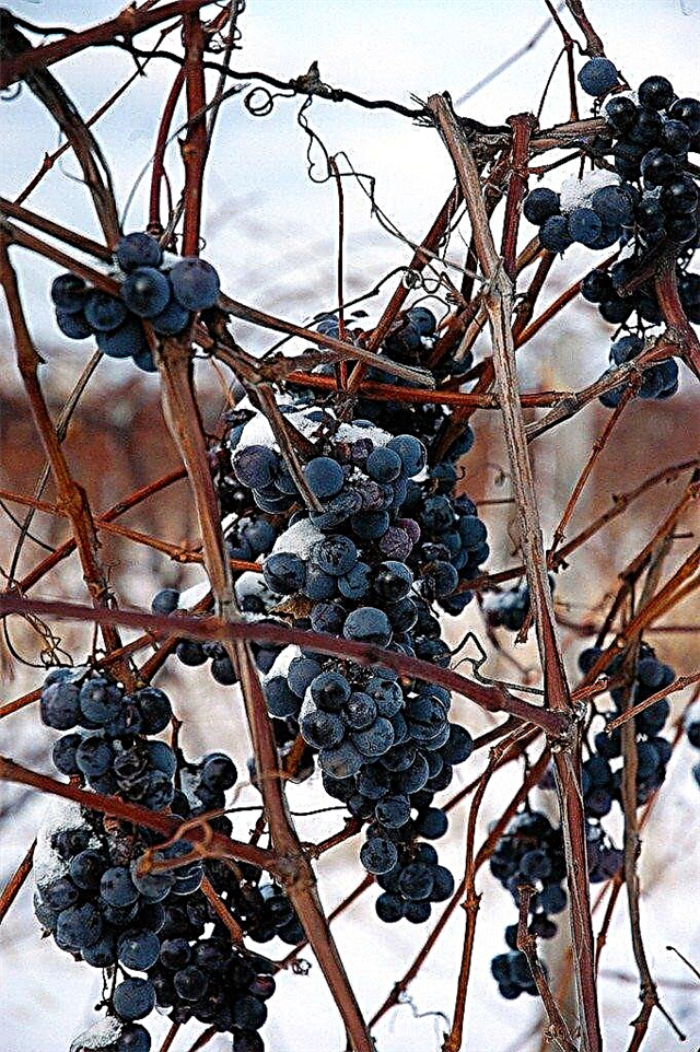 Talvituvad viinamarjad: kuidas viinamarju talveks ette valmistada