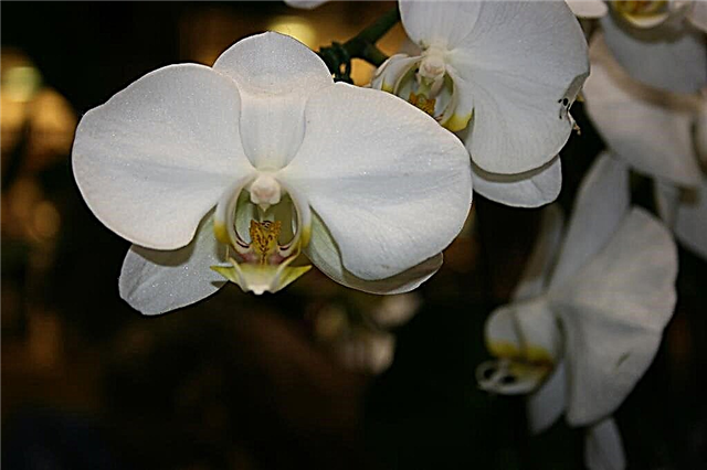 Conseils de culture d'orchidées: Comment prendre soin des plantes d'orchidées à l'intérieur