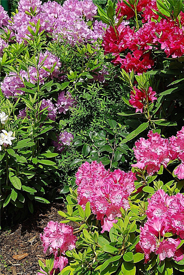 Flores e plantas do solo ácido - Que plantas crescem em solos ácidos