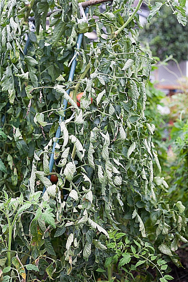 Pomidorų garbanojimo lapai - pomidorų augalų lapų garbanojimo priežastys ir padariniai