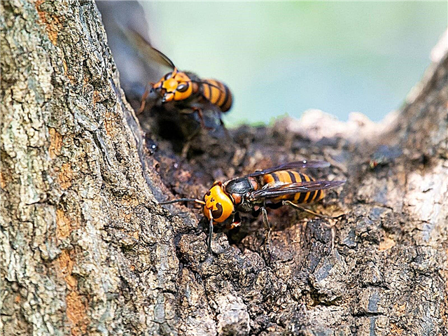 Murder Hornet News: الحقيقة حول البشر ، Murder Hornets ، and Bees