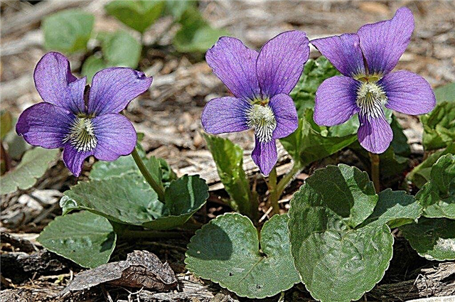 Cuidado de las violetas silvestres: cómo cultivar plantas de violetas silvestres