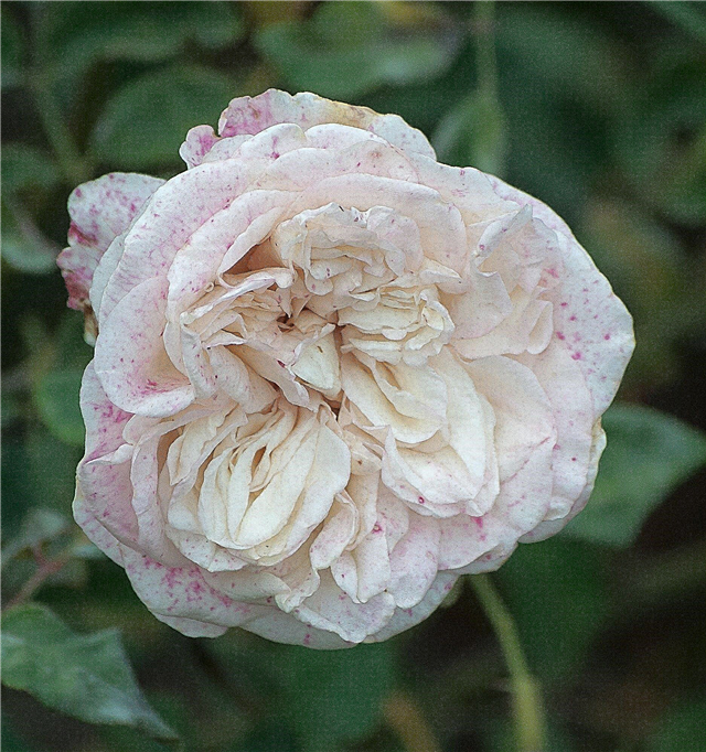 Botrytis Control On Roses
