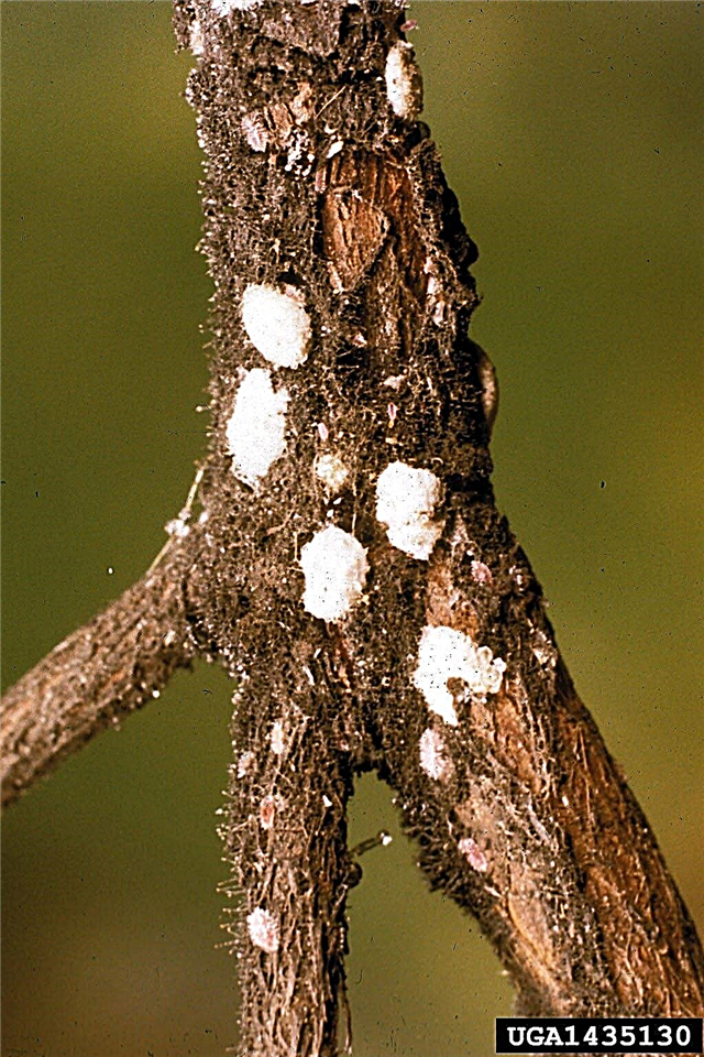 Plaga de azalea - Escama de corteza de azalea