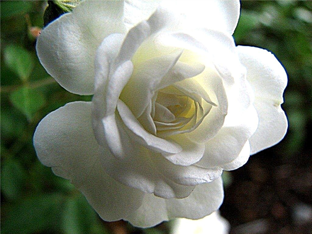 Cómo una rosa miniatura es diferente de una rosa miniflora