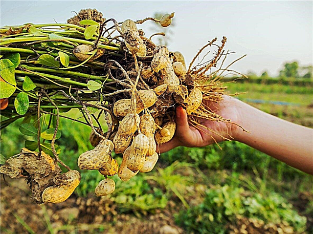 Pflanzen Sie Ihre eigenen Erdnüsse - wie man Erdnüsse anbaut