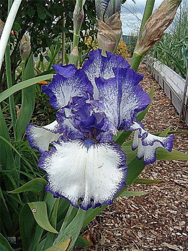 Consejos para los iris barbudos que se replantan y se dividen