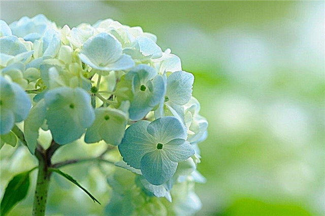 Bón phân hoa cẩm tú cầu: Chăm sóc và cho ăn hoa cẩm tú cầu