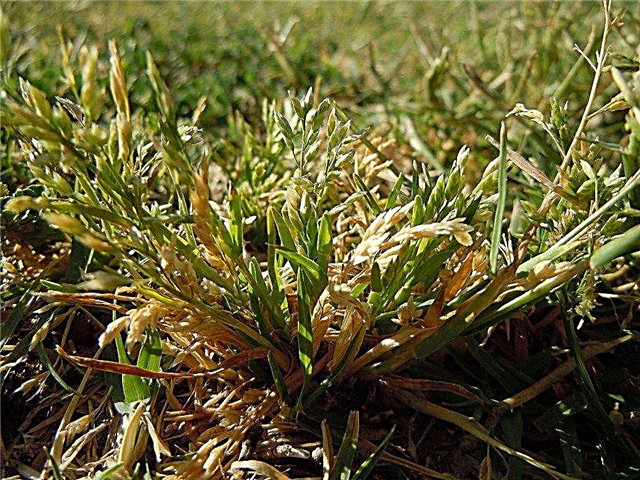 Poa Annua Control - Rawatan Poa Annua Rumput Untuk Rumput