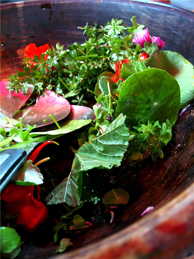 Eating Weeds - O listă cu buruieni comestibile în grădina ta