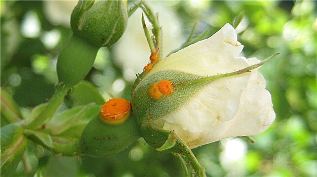 مرض الورد الصدأ - علاج الصدأ على الورود