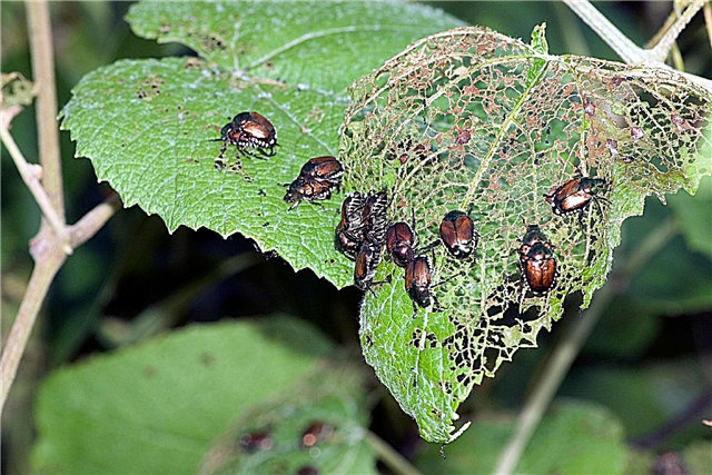 Rawatan Rumah Untuk Membunuh Kumbang Jepun