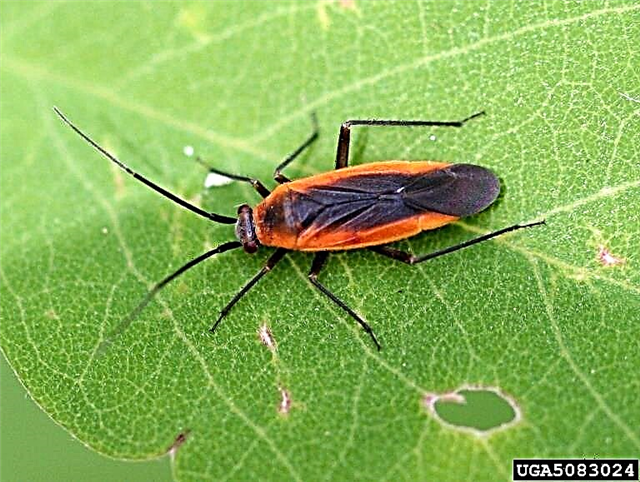 Garden Phlox Bugs - Sådan dræber du Phlox Bugs i haven
