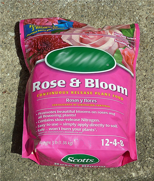 Rosas de alimentação - pontas para selecionar o fertilizante para rosas de fertilização