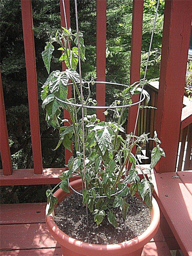 Como cultivar tomates em vasos e recipientes