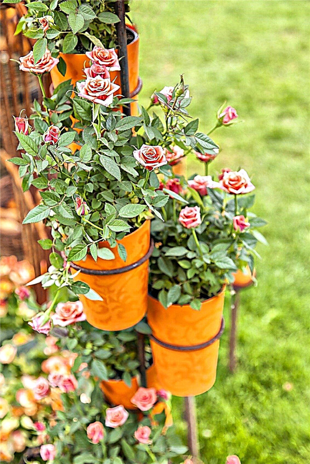 Miniatuursete rooside kasvatamine pottides - näpunäited konteineritesse istutatud miniatuursete rooside hooldamiseks