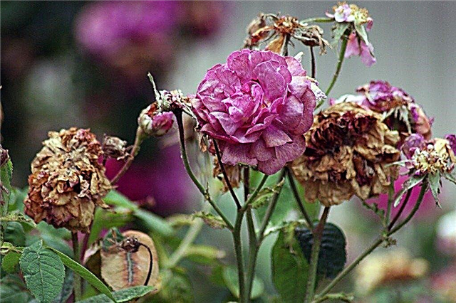 Rose Deadheading - Как да умреш глава Роза растение
