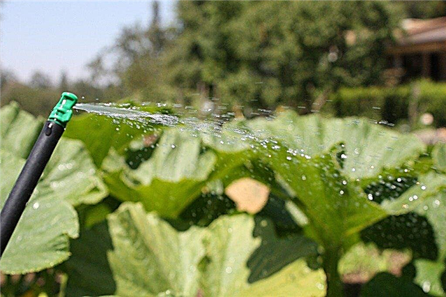 הזמן הטוב ביותר להשקות צמחים - מתי עלי להשקות את גינת הירק שלי?
