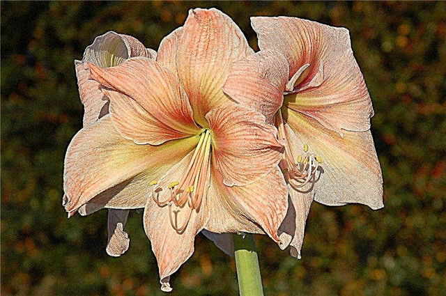 Reblooming Amaryllis Flowers - Позаботьтесь о том, чтобы Амариллис снова расцвел