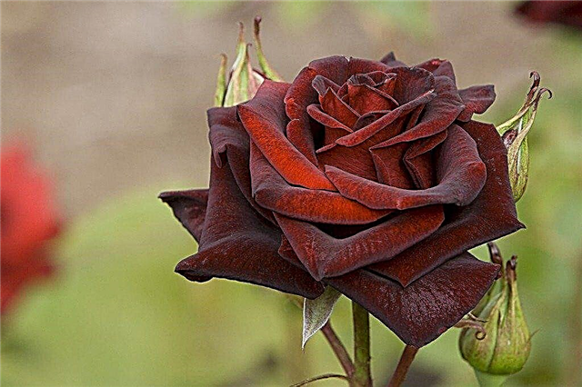 Rosas negras y azules: el mito del rosal azul y el rosal negro