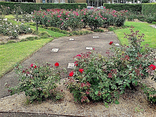 Как да изберем най-доброто място за отглеждане на рози във вашия двор