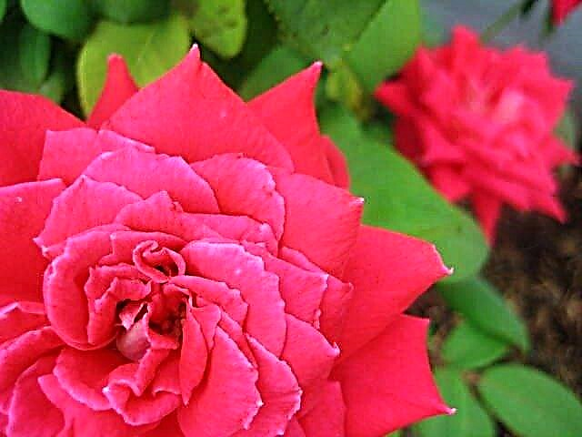Plantning af rosebuske - trin for trin instruktioner til at plante en rosebusk
