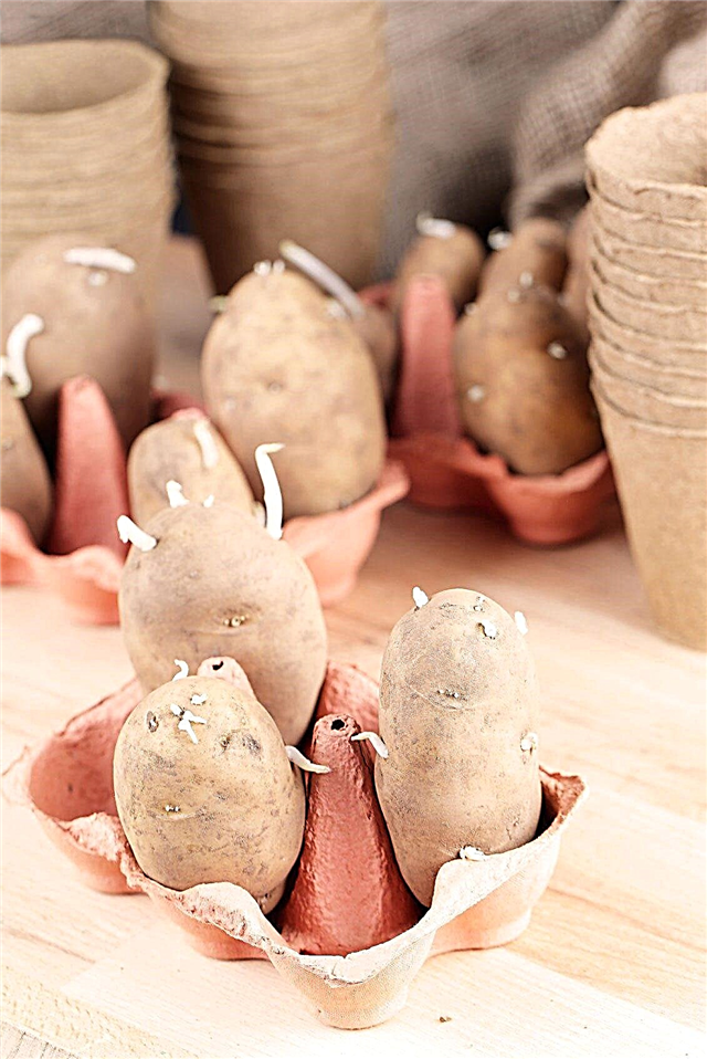 Brotes de papas de semillas - Aprenda más sobre las patatas para picar