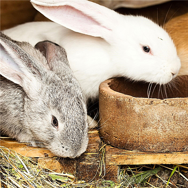 Изготовление и использование компоста из навоза кролика