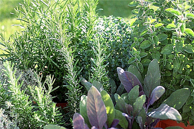 Cultivar hierbas en casa: hacer un jardín de hierbas en su jardín