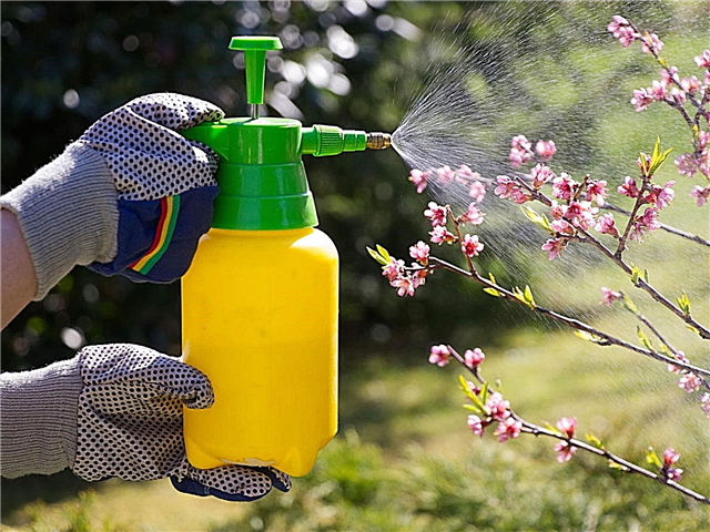DIY Fruit Tree Spray de pimenta - Como usar pimentas para árvores frutíferas