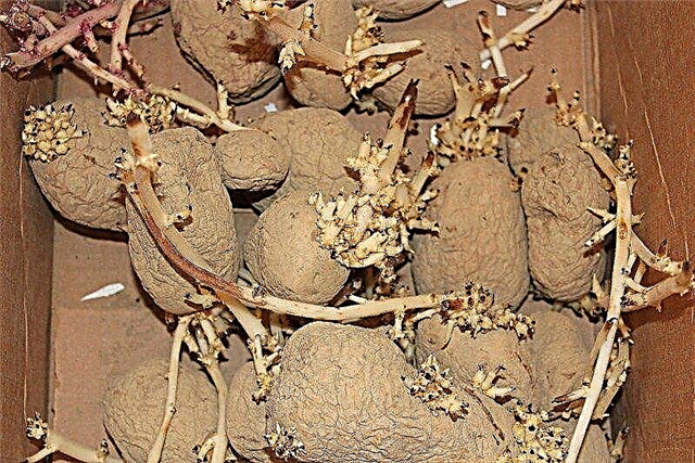 Patates Yetiştirme Sorunlarını Önlemek İçin Tohum Patatesleri İçin Fungisit