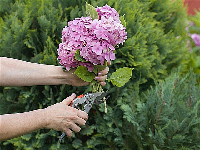 Lista regional de tareas pendientes: cuidar los jardines del sur en junio