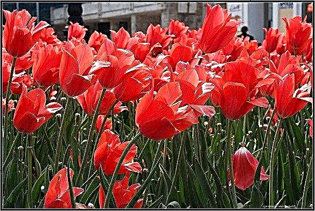 Conseils pour faire fleurir les tulipes