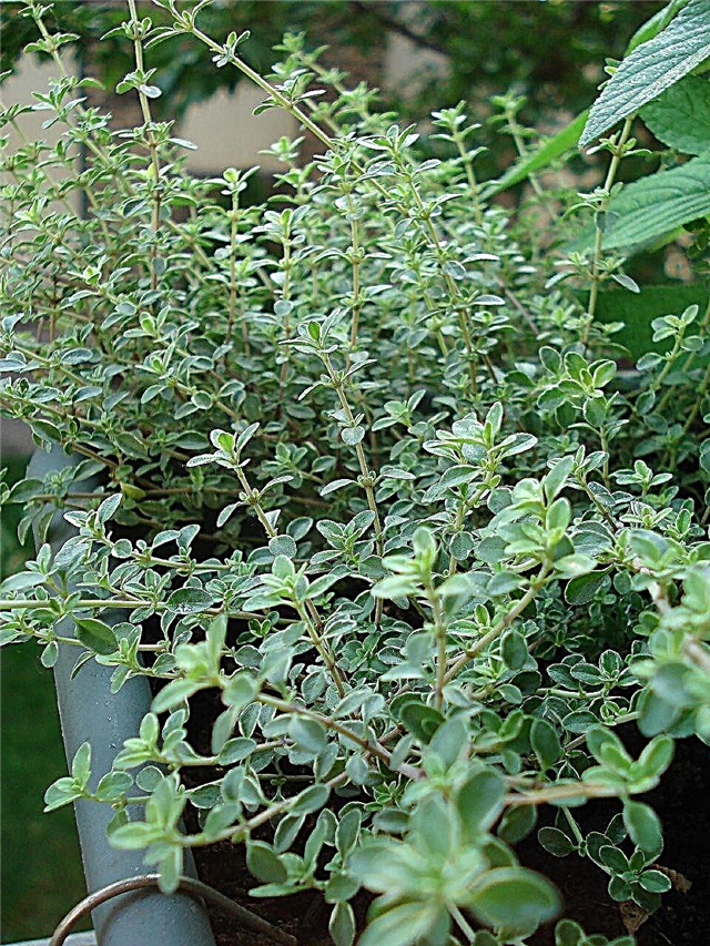 Tips for beskjæring av timianplanter for best vekst