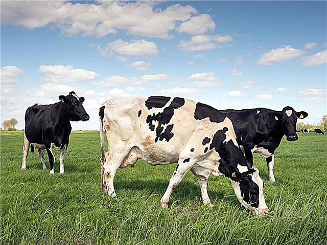 Gnojivo za kravlje gnojivo: naučite dobrobiti komposta od kravljeg gnoja