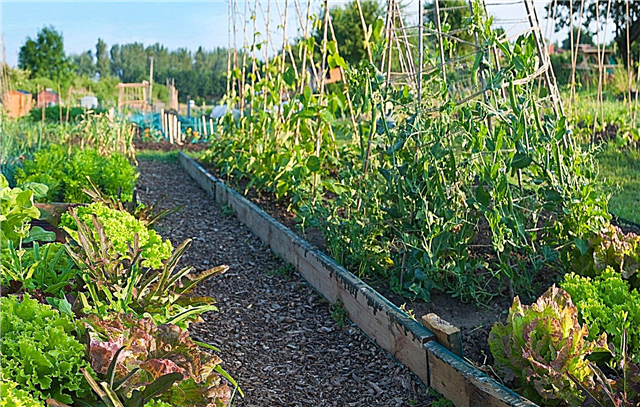 Kleingärten - Erfahren Sie mehr über Urban Community Gardening