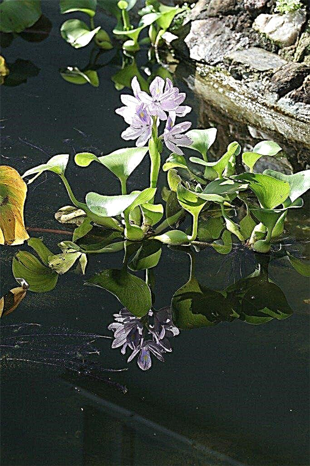 Oito plantas mais populares da lagoa
