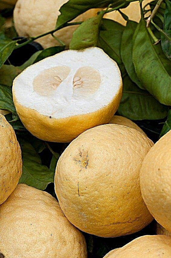 Hvorfor Citrusfrugter får tykke skreller og lidt papirmasse