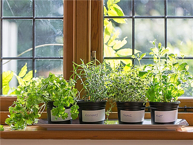 Indoor Herb Garden - Wie man einen Kräutergarten im Inneren hat