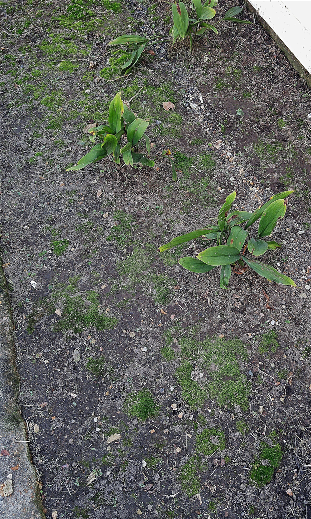 Consejos para deshacerse del musgo en el jardín y en el césped
