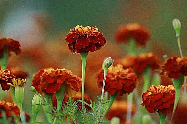 Trồng hoa cúc vạn thọ: Cách trồng cúc vạn thọ