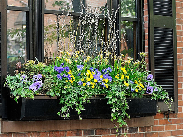 Rega de caixa de janela: DIY idéias de irrigação de caixa de janela