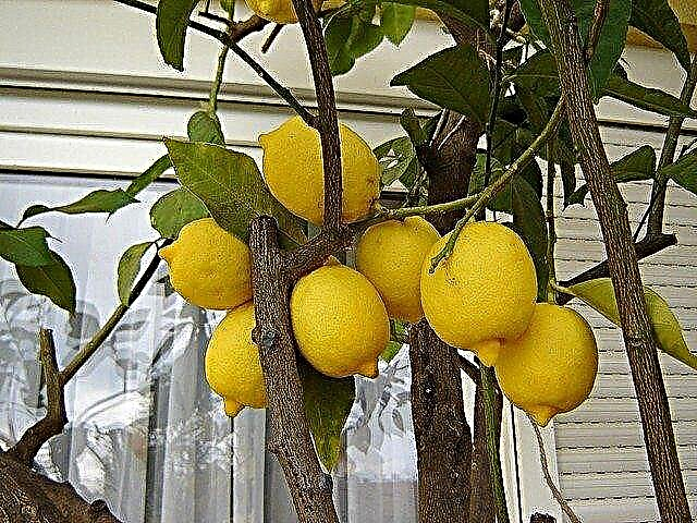 Crescendo limoeiros em recipientes