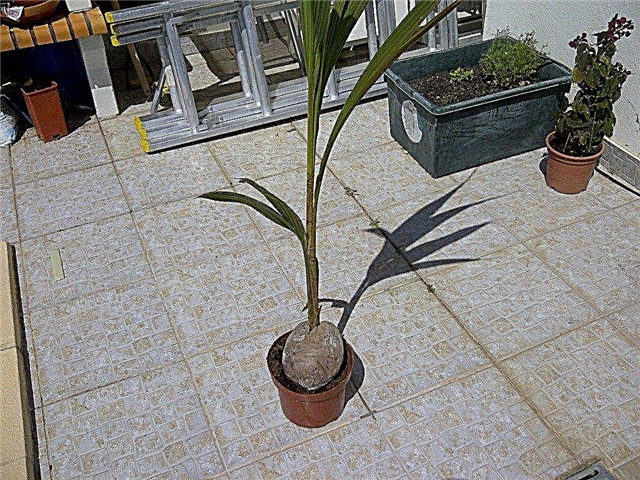 Coqueiros - Como crescer uma planta de coco