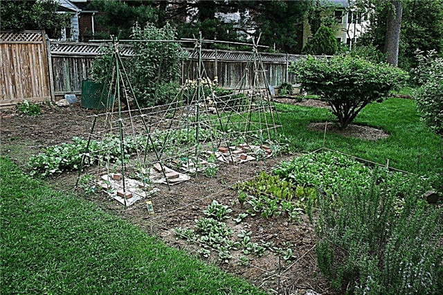 Lær grundlæggende vegetabilske havearbejde