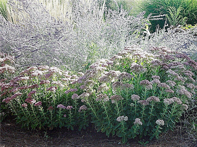 Xeriscape Flowers: Kvety pre sucho tolerantné pre záhradu