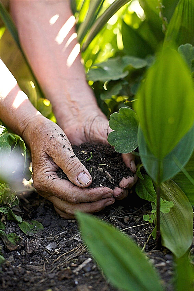 تربة الحديقة النباتية: متطلبات التربة للنباتات النباتية