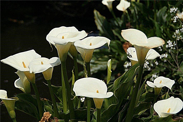 Waarom Calla-lelies niet bloeien: je Calla-lelie laten bloeien