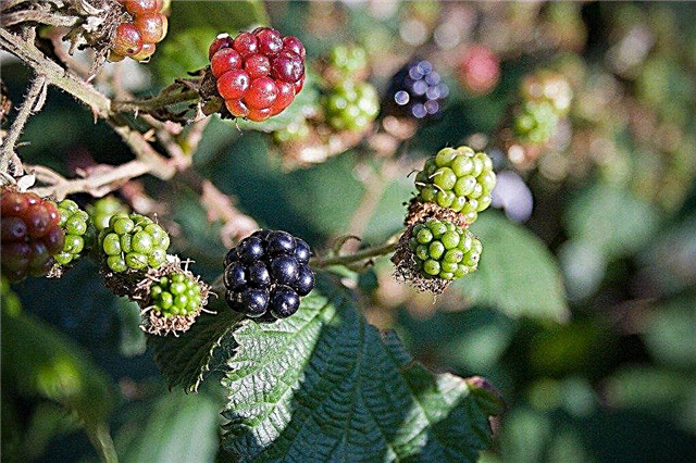 Razões para problemas de Berry com uma planta de amora-preta